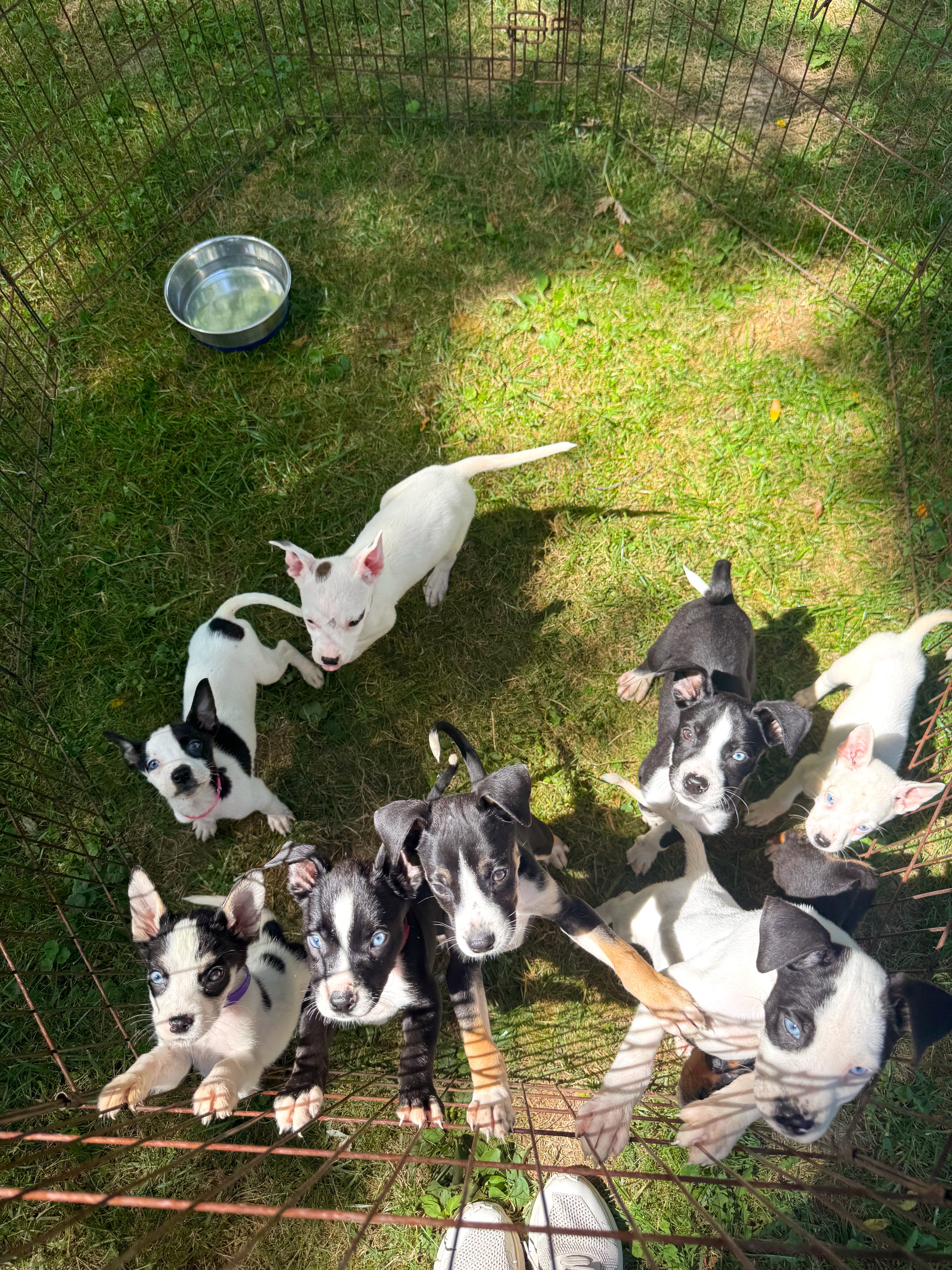 A black and white border collie trots down a slightly leafy path in the woods.