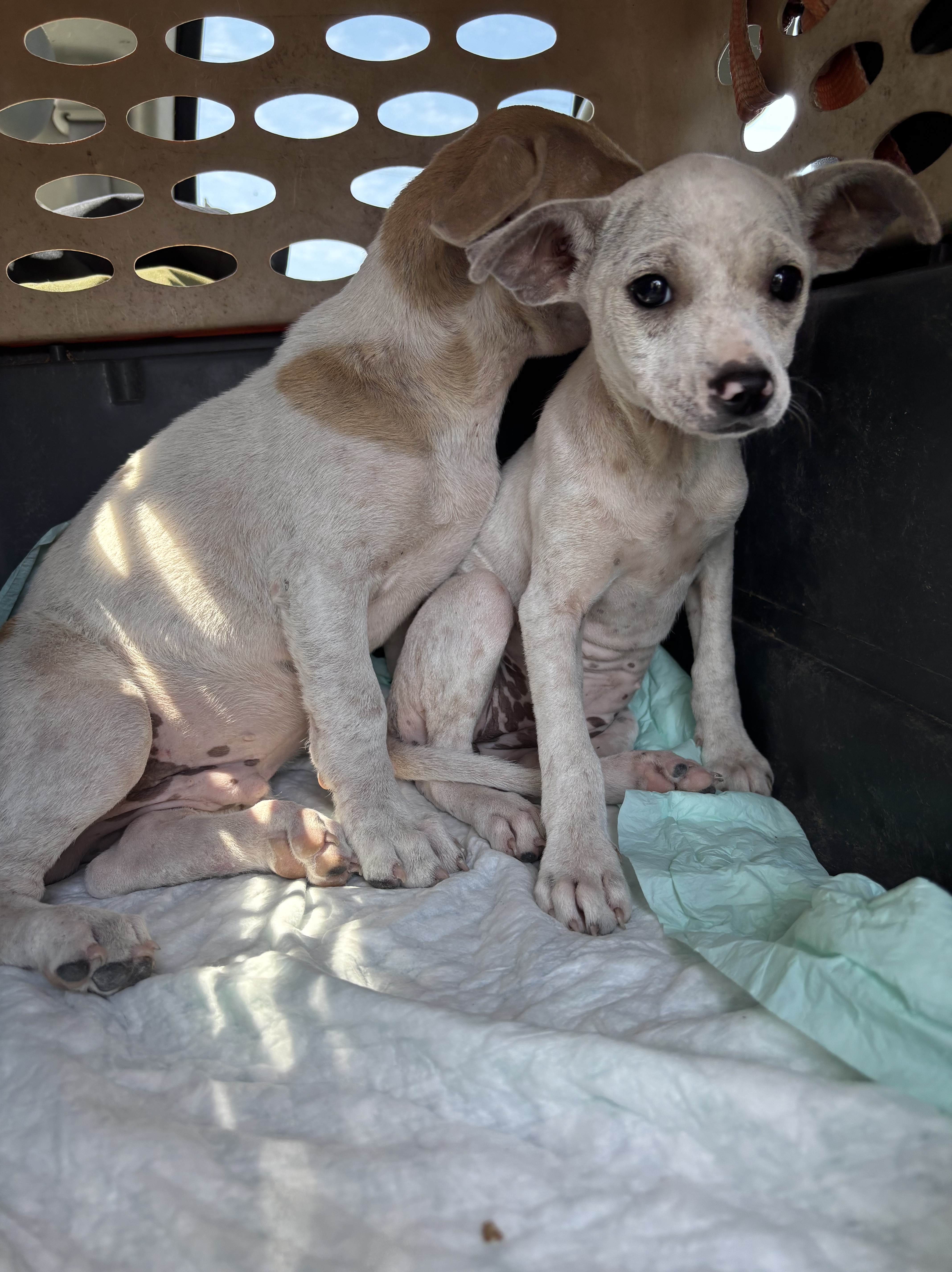 A cartoon-style depiction of a brown dog surrounded by community garden flowers.