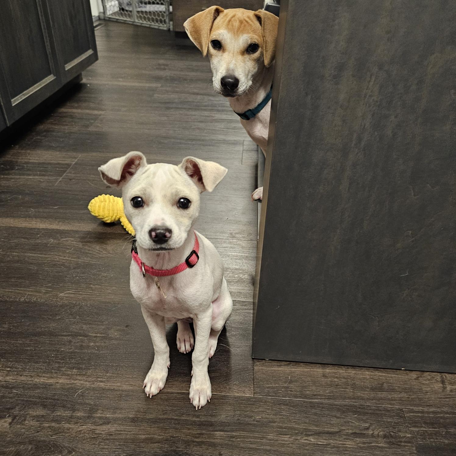 A cartoon depiction of a woman in a white lab coat interacting with a small dog at a veterinary office, showcasing care an...