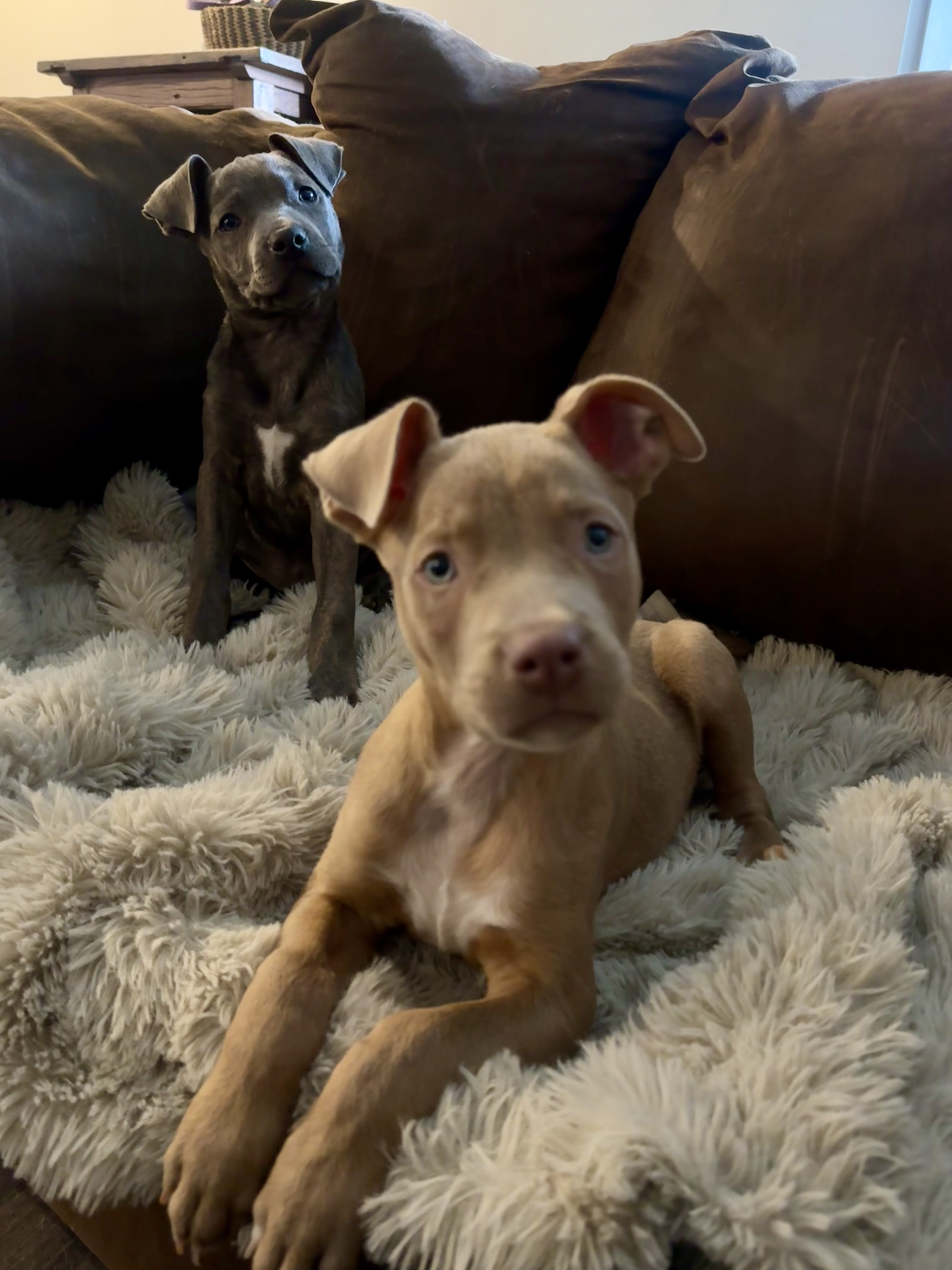Tamu Paws Texas – Kind Paws Rescue